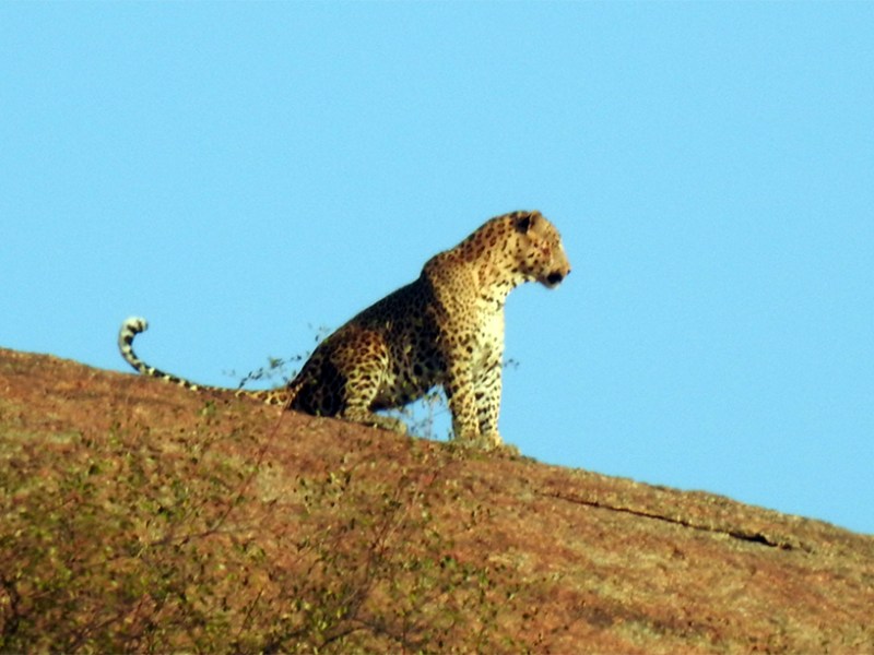 Jawai: A place where safari is fun at any time of the&nbsp;year