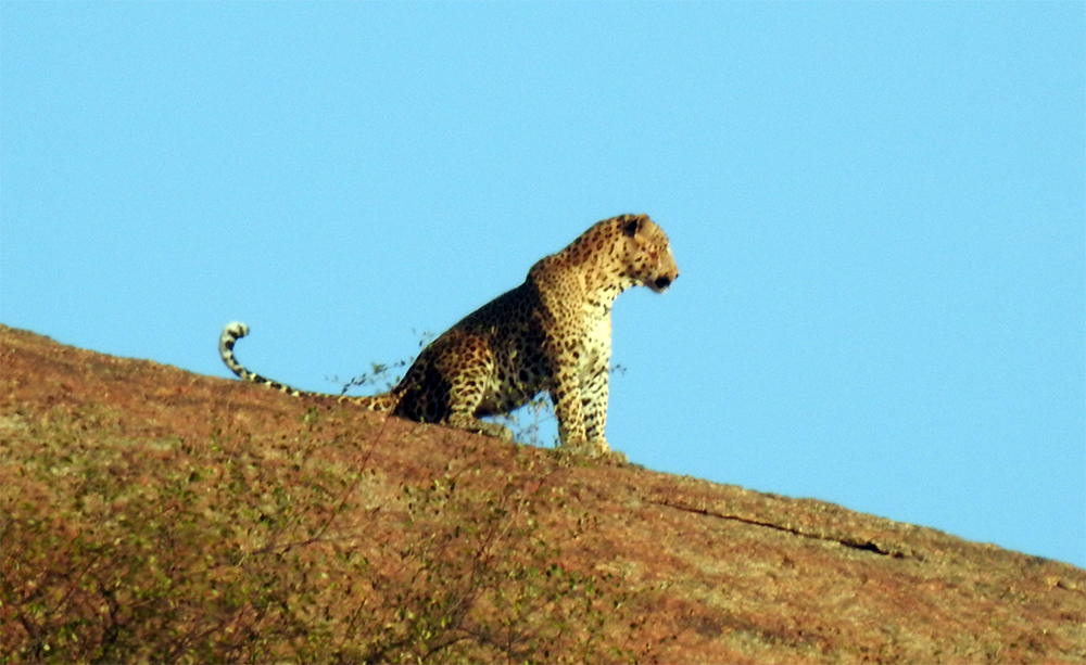 jawai leopard safari camp